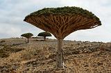 IMG_5062 Albero Sangue di Drago, Dixsam, Socotra